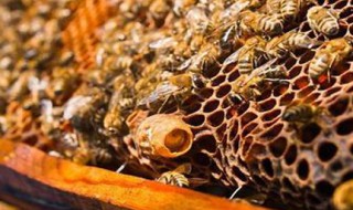 中蜂工蜂产卵最好的补救方法 中蜂工蜂产卵补救方法