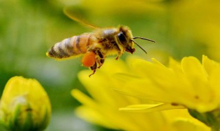 土蜂取蜜在几月 土蜂取蜜在几月份最合适