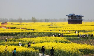 兴化油菜花观赏时间 兴化油菜花观赏时间表