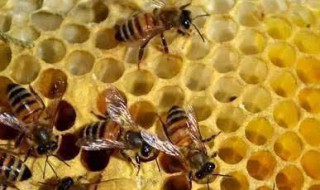 蜜蜂冬天几天喂一次食物 蜜蜂冬天几天喂一次