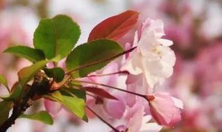 桃树花期管理五大要点 桃树花期的如何管理