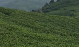 灌木型茶树基本特征 灌木型茶树的基本特征是什么