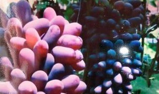 甜蜜蓝宝石葡萄苗价格 甜密蓝宝石葡萄苗适应哪些地区种植
