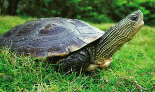乌龟为什么老缩着脖子 乌龟为什么老缩着脖子呢