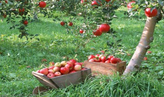苹果树分公母吗,母更甜更好吃 苹果树分公母吗