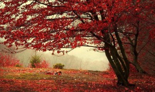 香山公园红叶最佳观赏时间 香山公园红叶最佳观赏时间是几月