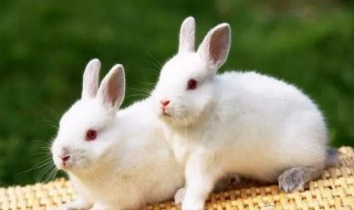 兔子吃土豆会中毒吗 兔子吃马铃薯吗