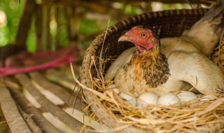 如何辨别母鸡快下蛋的特征呢 如何辨别母鸡快下蛋的特征