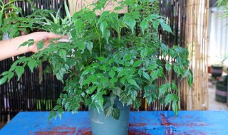 菜豆树怎么养 菜豆树怎么养护