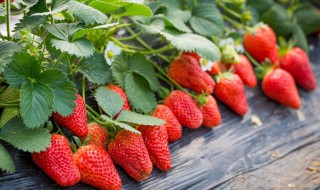 种花的营养土可以种草莓吗 营养土可以种草莓吗