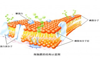 细胞膜蛋白的特点和作用是什么 细胞膜蛋白的特点和作用