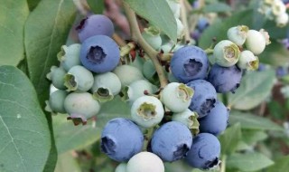 种几年蓝莓树什么时候开花 蓝莓树多少年开花结果