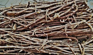 茅草根有什么功效和作用图片 茅草根有什么功效和作用