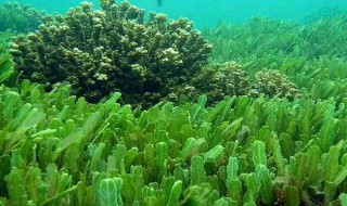 藻类在人类社会发展过程中的作用 藻类在人类环境中的作用