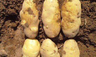 怎么做怎么种土豆 如何种土豆一步一步教学