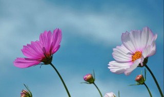 格桑花在哪个季节开花 格桑花什么时候开花季节