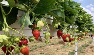 草莓什么季节栽种合适冬季 草莓什么季节栽种合适