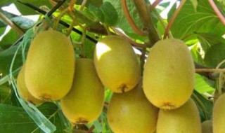 猕猴桃是什么季节长的 猕猴桃是什么季节长的水果