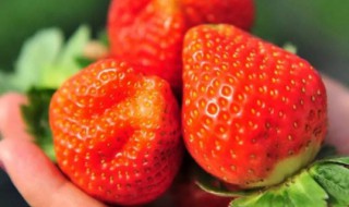 草莓自然成熟的季节是什么时候 草莓自然生长什么时候熟