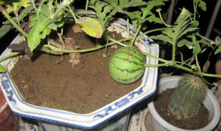 阳台种西瓜对风水有影响吗 阳台上可以种西瓜吗