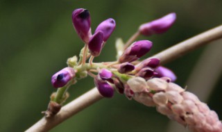 紫藤花啥时候发芽 紫藤花什么时候发芽开花