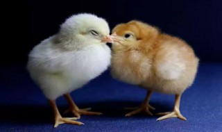 刚孵出来的小鸡怎么区分公和母 刚孵化的小鸡怎样辨认公母