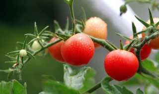 西红柿小苗怎么种 西红柿苗子怎么种
