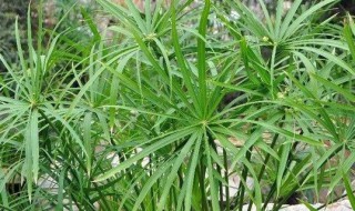 水竹的种子是什么 水竹的种子是什么样子的