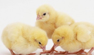 怎么样才能养小鸡 怎么样才能养好小鸡