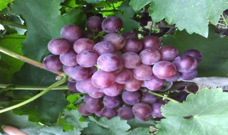 嘉宝果和葡萄有啥区别 嘉宝果和葡萄哪个好吃
