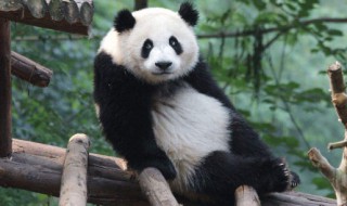 哪个季节是野生大熊猫发情期 野生大熊猫什么季节发情