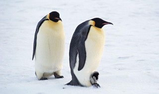 为什么北极没有企鹅 为什么北极没有企鹅脑筋急转弯