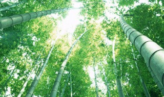 竹子属种是什么 竹子的属种