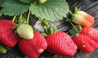 种草莓是什么时间最佳 种草莓什么季节最佳