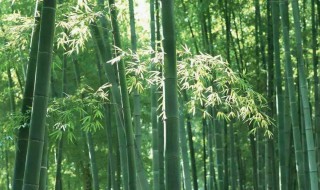 竹子移栽多久算成活 竹子树移种多长时间就能长枝长叶