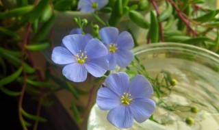 蓝花亚麻的种植方法和注意事项 蓝花亚麻适合什么季节种植