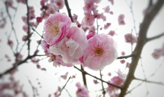 粉桃在花的时候是什么季节 粉桃怎么种