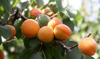 杏子结果的时候是什么季节开的 杏子结果的时候是什么季节