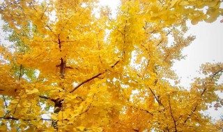 什么季节树叶黄 什么季节树叶变黄