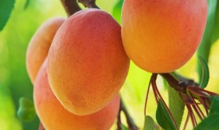 桃是什么季节的食物 桃是什么季节的食物呢
