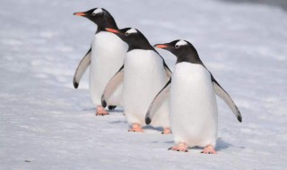 企鹅怎么孵化小企鹅视频 企鹅怎么孵化小企鹅