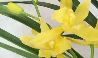 黄金小神童兰花怎么养护和管理 黄金小神童兰花属于什么品种