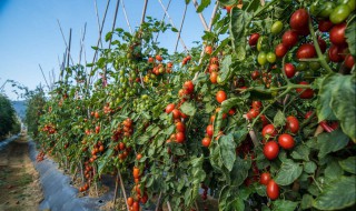 北方西红柿几月份种植最好 北方种西红柿什么时候育苗