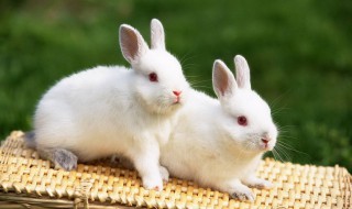 兔子怎么个养法 兔子怎么养呢