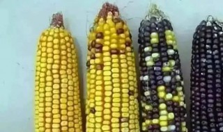为什么玉米是异花传粉 玉米为什么要异花传粉