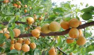 为什么说家里种杏树不好呢 为什么说家里种杏树不好