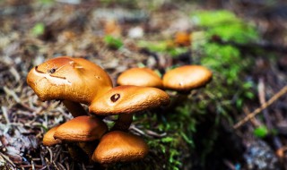 蘑菇种在什么土上生长 蘑菇种在什么土上