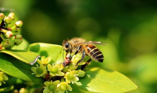 蜜蜂是怎么分工的? 蜜蜂的分工是什么行为