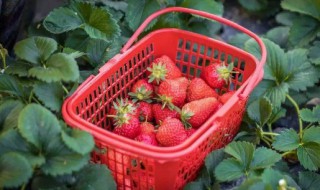 种草莓怎么防蜗牛 家种草莓如何预防蚂蚁和蜗牛