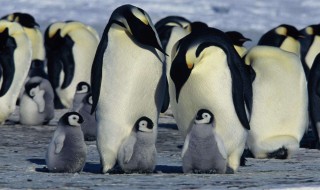 世界上体型最大的企鹅是什么品种 世界上体型最大的企鹅是